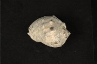 藏品(臺灣岩螺)的圖片